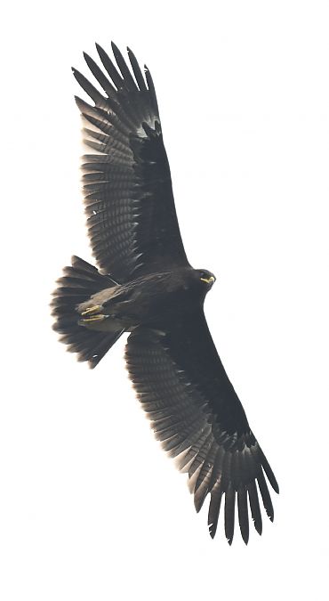 Greater Spotted Eagle  - Oliwier Myka