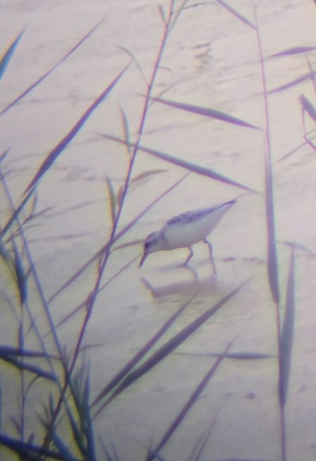 Bécasseau sanderling  - Eliot Farkas