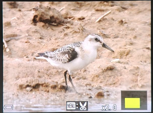 Sanderling  - Maciej Przybysz