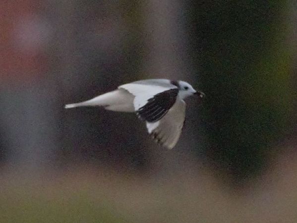 Mouette de Sabine  - Marc Torra Massana