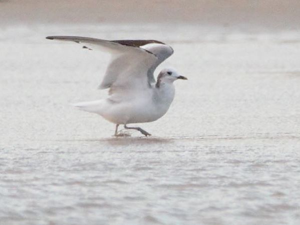 Mouette de Sabine  - Marc Torra Massana