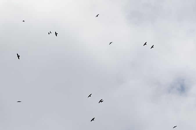 Grand Corbeau  - Katarzyna Szałas