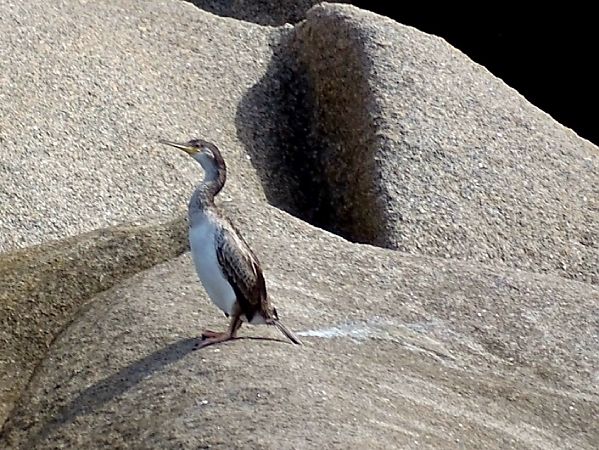 Mediterranean Shag  - Daniel Aubert