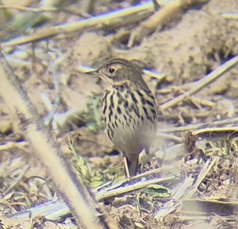 Pipit à gorge rousse  - Tomasz Kulakowski
