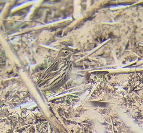 Pipit à gorge rousse  - Tomasz Kulakowski
