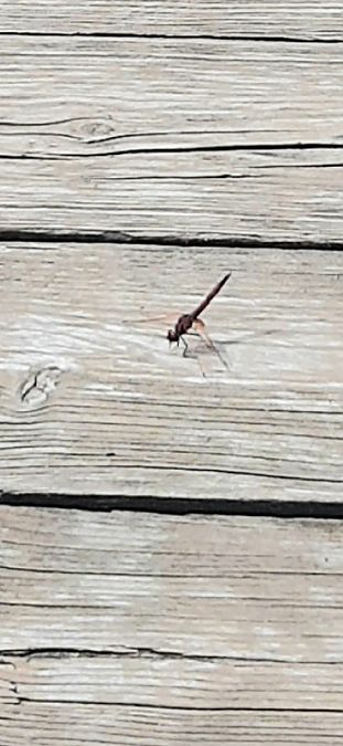 Trithemis annulata  - Giacomo Sgorlon