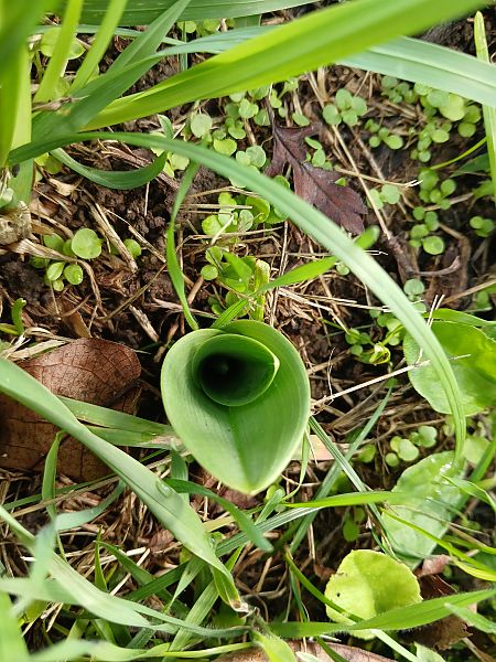 Himantoglossum hircinum  - Alain Falvard