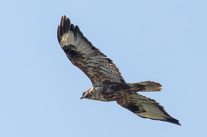 Adlerbussard  - Paulina Leśniak