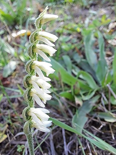 Spiranthes spiralis  - Dominique Raimbault