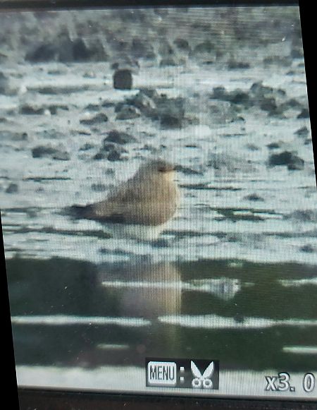 Black-winged Pratincole  - Jan Kotlarz
