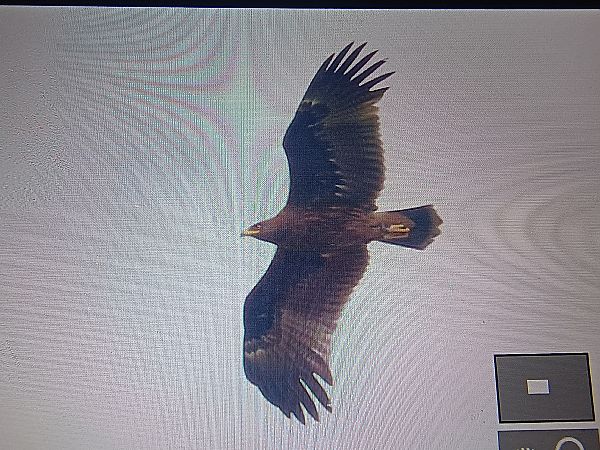 Greater Spotted Eagle  - Marcin Dec