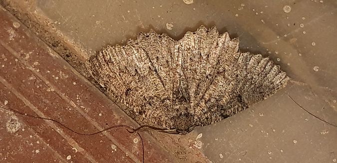 Charissa obscurata  - Michele Cento
