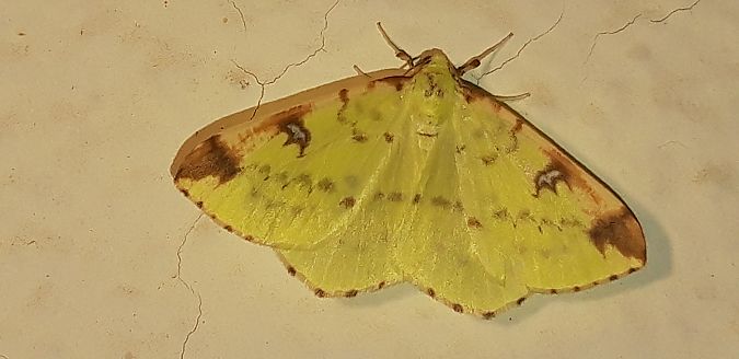 Opisthograptis luteolata  - Michele Cento