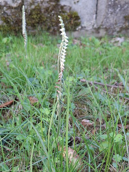 Spiranthes autumnalis  - Jacques Sery