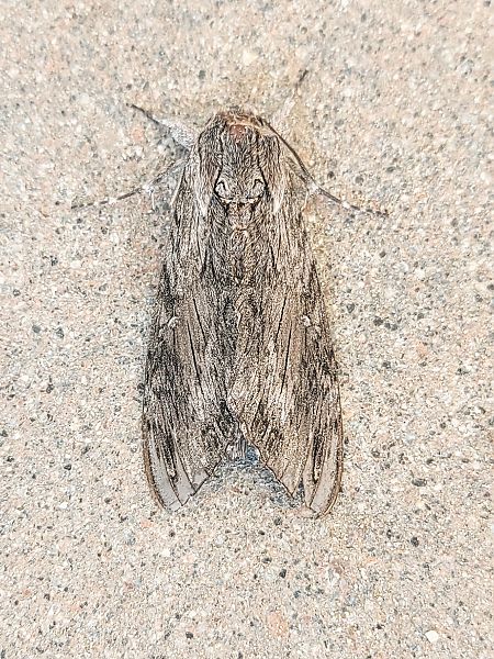Agrius convolvuli  - Massimo Tassinari