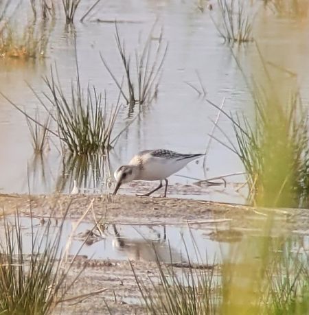Bécasseau sanderling  - Nils Stanik