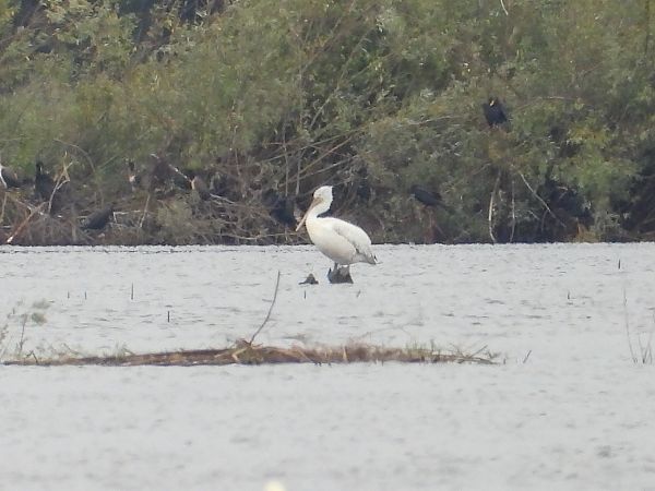 Dalmatian Pelican  - Julianna Owczarek