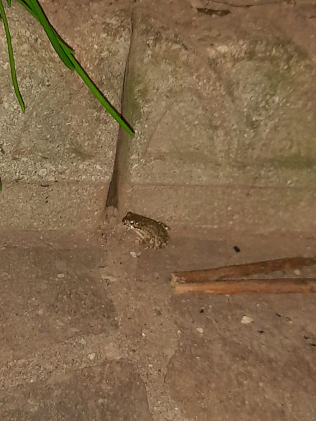 Crapaud vert des Baléares, de Sicile ou vert  - Giulio Polo (FVG)