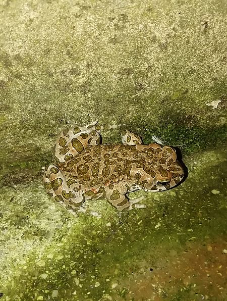 Crapaud vert des Baléares, de Sicile ou vert  - Massimo Bozza