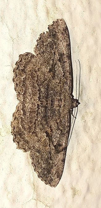 Peribatodes rhomboidaria  - Michele Cento