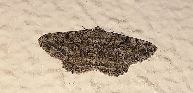 Peribatodes rhomboidaria  - Michele Cento
