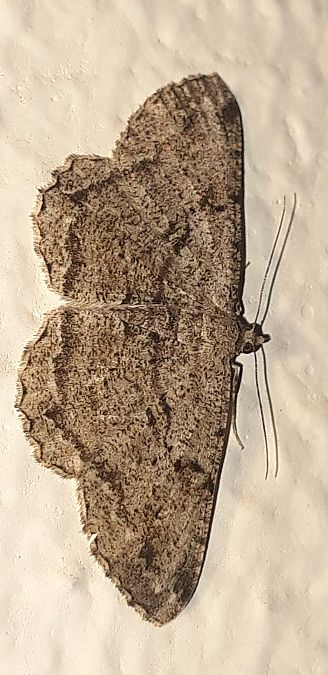 Peribatodes rhomboidaria  - Michele Cento