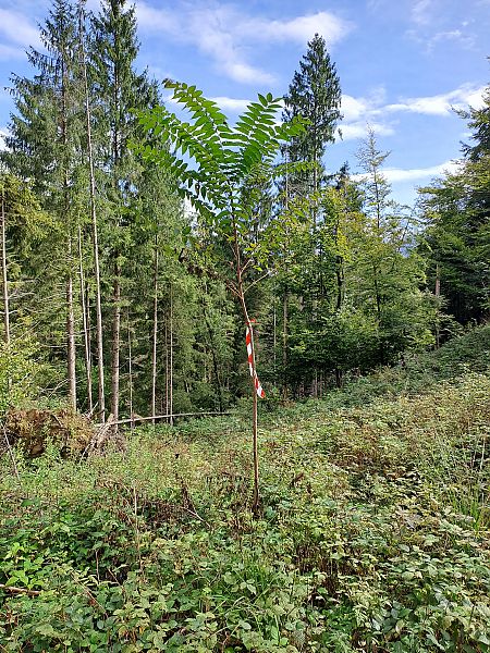 Ailanthus altissima  - Ilaria Antoniutti (FVG)