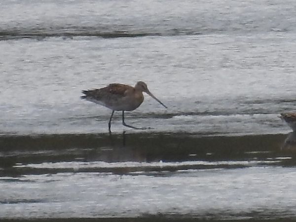 Black-tailed Godwit  - Michał Kowalczuk