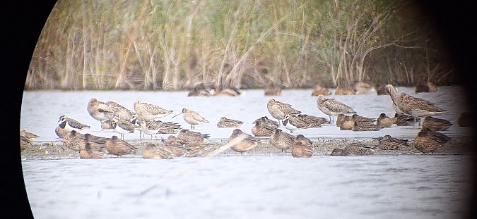 Bar-tailed Godwit  - Radosław Włodarczyk