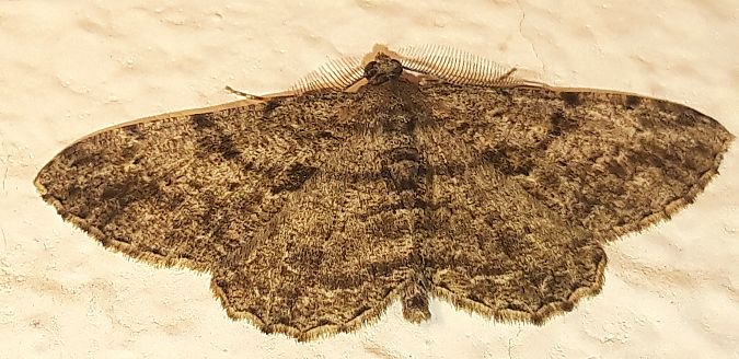 Peribatodes rhomboidaria  - Michele Cento