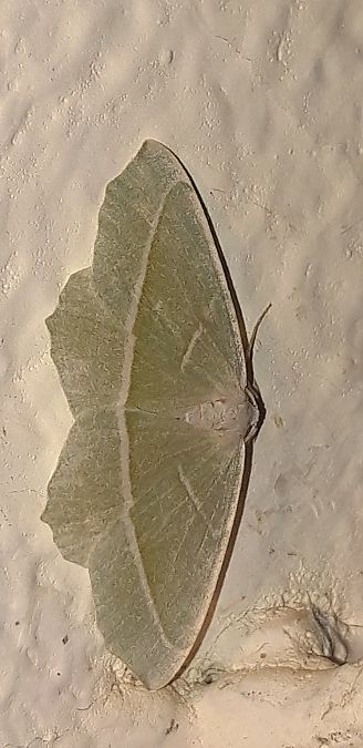 Campaea margaritaria  - Michele Cento