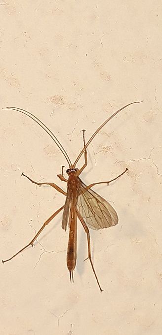 Enicospilus cerebrator  - Michele Cento