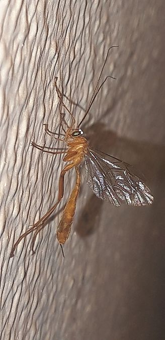 Enicospilus cerebrator  - Michele Cento