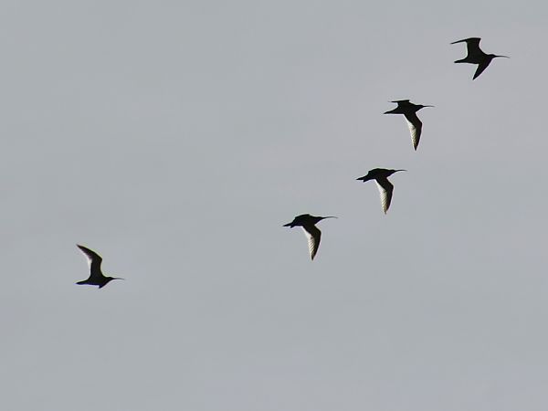 Eurasian Curlew  - Marek Pacuk