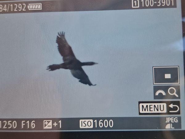 Pygmy Cormorant  - Tomasz Doroń