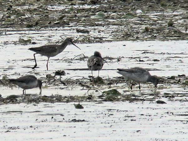 Spotted Redshank  - Tomasz Doroń
