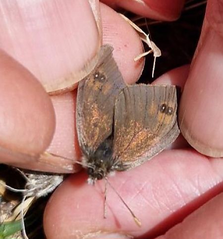 Erebia cassioides  - Chloé et Vivian Galland et Buscaglia