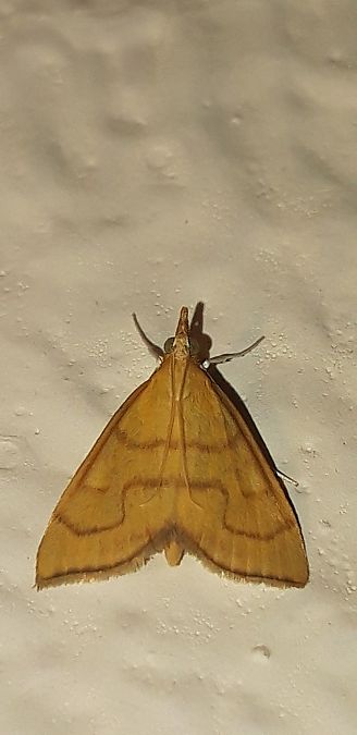 Anania crocealis  - Michele Cento
