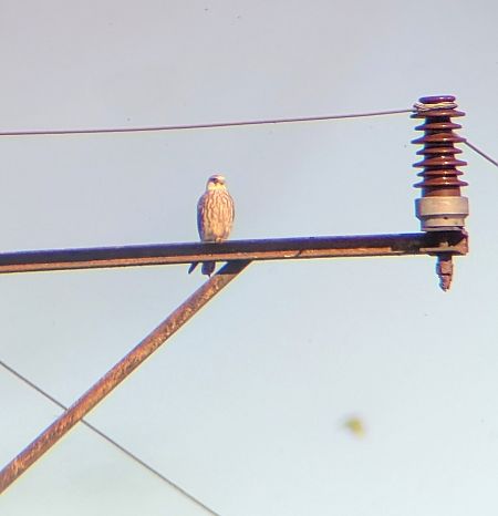 Rotfussfalke  - Konrad Uryga