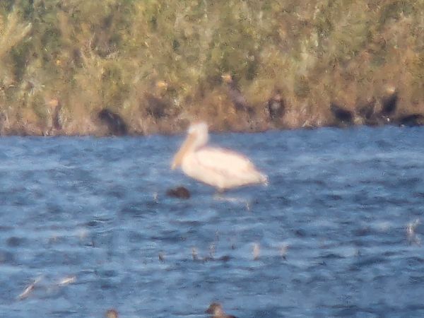 Dalmatian Pelican  - Dawid Fikus
