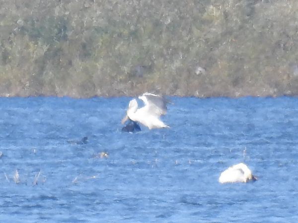 Dalmatian Pelican  - Michał Kowalczuk