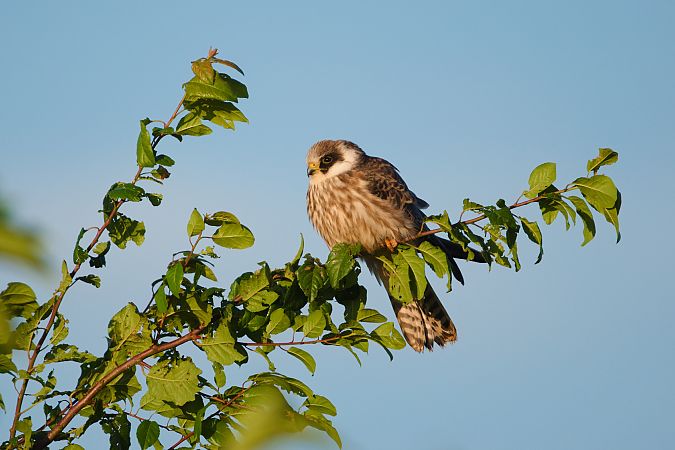 Rotfussfalke  - Dawid Kowalski