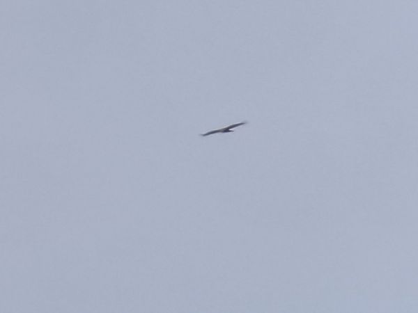 orlik krzykliwy  - Tomasz Doroń