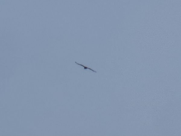 Schreiadler  - Tomasz Doroń