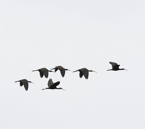 ibis kasztanowaty  - Katarzyna Szałas