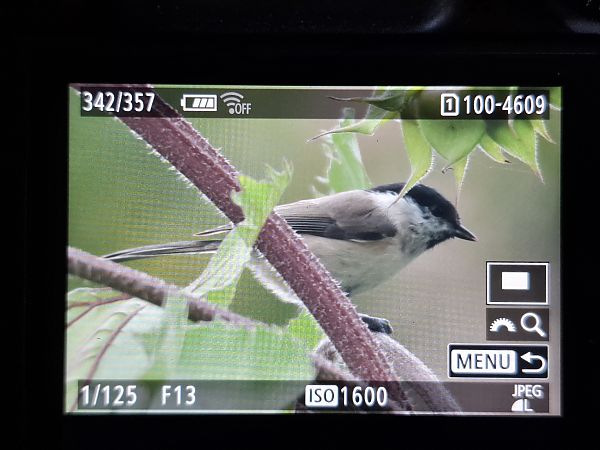 Sumpfmeise  - Tomasz Doroń