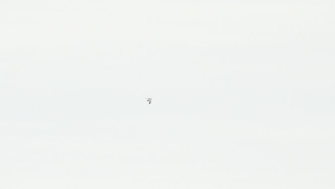 błotniak stepowy  - Krzysztof Kajzer