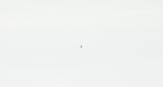 błotniak stepowy  - Krzysztof Kajzer