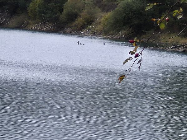 Cormorano  - Alex Festi