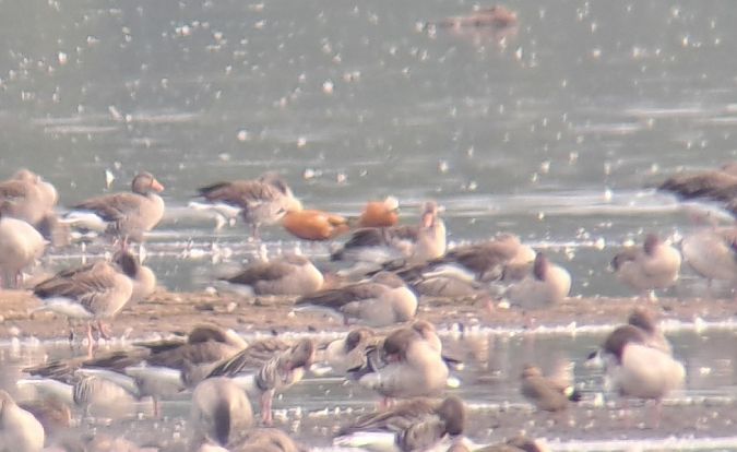 Rostgans  - Piotr Świętochowski